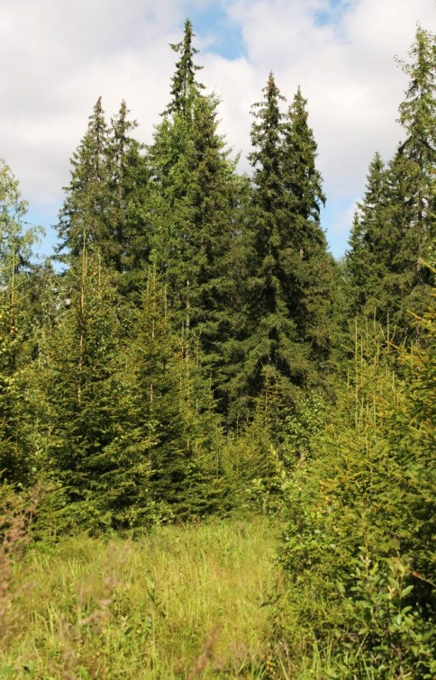 elinpiiriksi. Havainnointiaikana tavattiinkin metso kallion kaakkoislaidan kuusikossa. Samoilla paikkeilla havaittiin myös pyy. Näyttävä metsä on melko vanhaa.