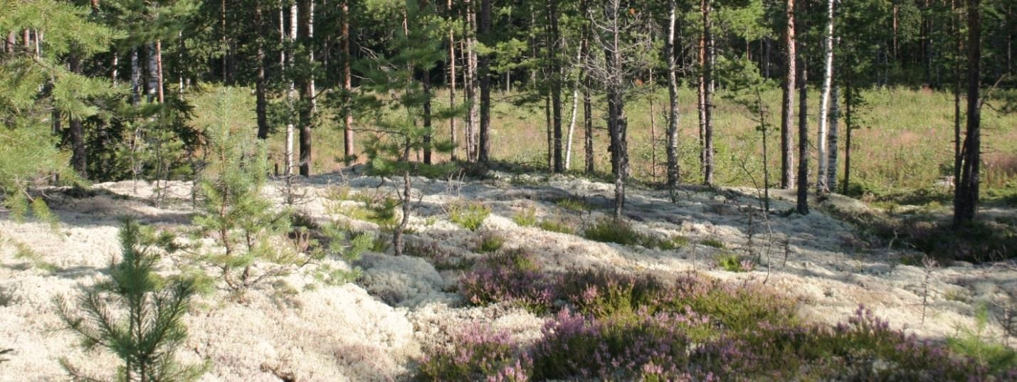 6. Kalliomännikkö ja lampi Huomionarvoinen luontokohde on