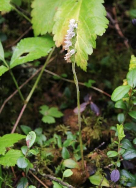 2. Yövilkka Kämmekkäkasveihin kuuluva yövilkka, Goodyera repens, on varsin vaativa kasvuympäristönsä suhteen.