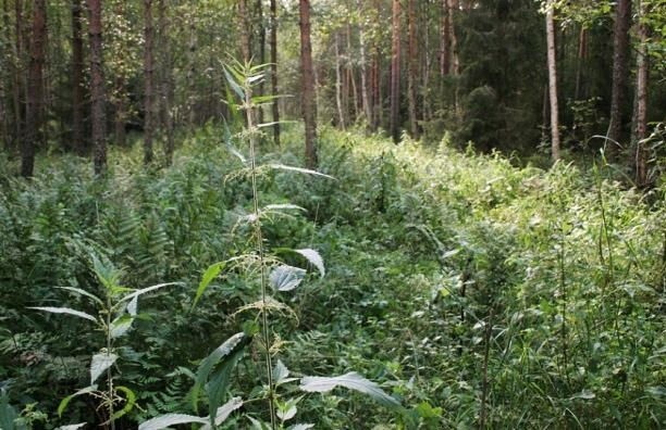 lajeja ovat muun muassa isonokkonen, metsäkurjenpolvi, rönsyleinikki, maitohorsma, huopa- ja