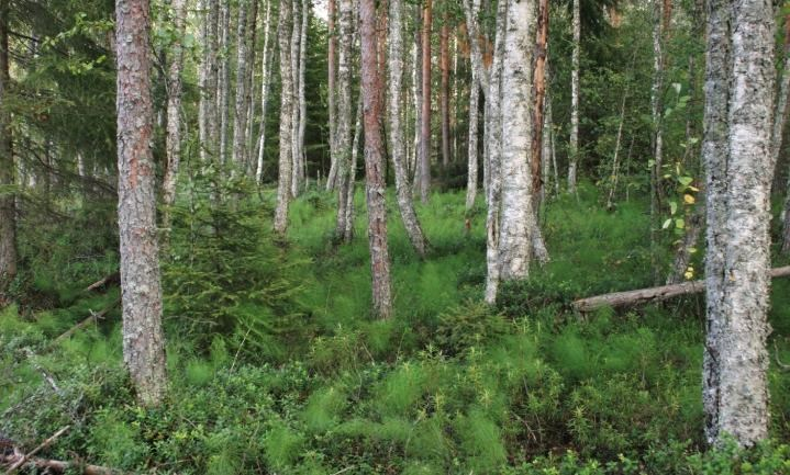 Saniaisalue Sikaluolien itäpuolella on ojitettu suoalue, jonka pohjoispäässä on koivuvaltainen