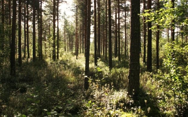 Metsäkortetta on alueella paljon ja yleisenä kasvaa muun muassa soreahiirenporras ja