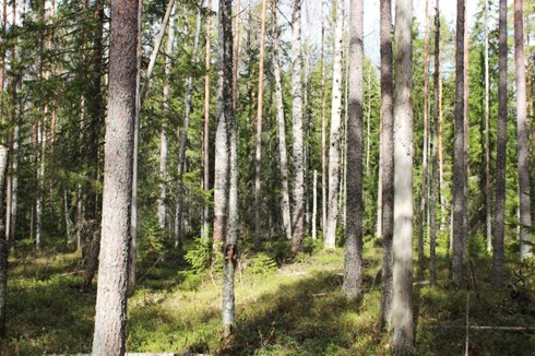 Karttatietona on aikaisemmin todettu liito-oravakohde Kärmeskallioilta kaakkoon sijaitsevan vanhan metsän läheisyydessä.