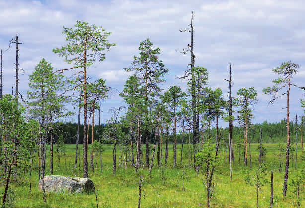 Metsähallituksen