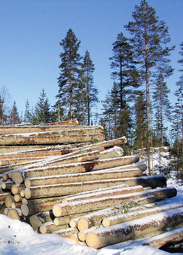 Kesäleimikoilla tehdään nyt kauppaa Puunostajien talvikohteiden tarve loppui jo vuoden vaihteen jälkeen.