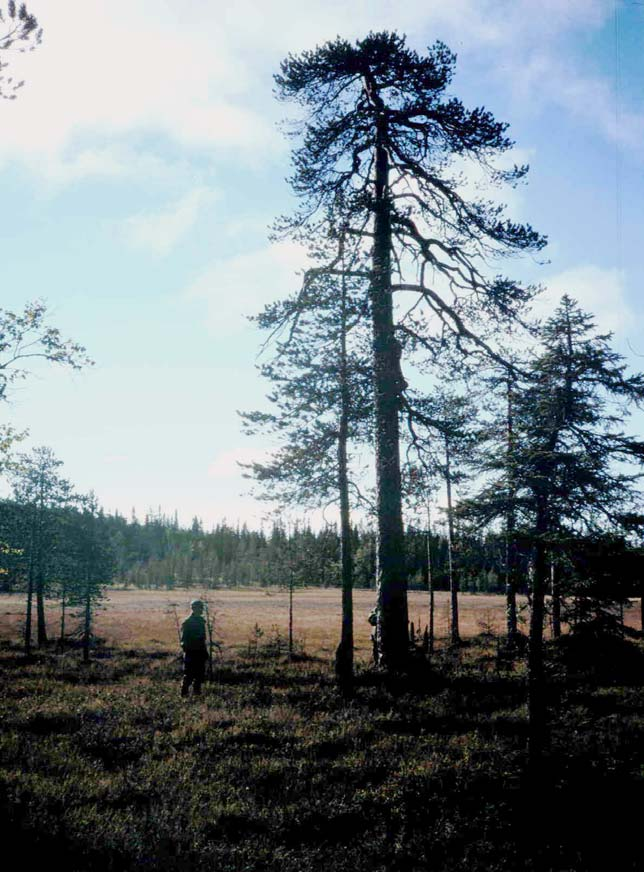 500-vuotias mänty (Pudasjärvi, Iso-Syöte) Metla/Mauri Timonen Metla/Mauri Timonen Metlassa seurataan ilmastonmuutosta mm.