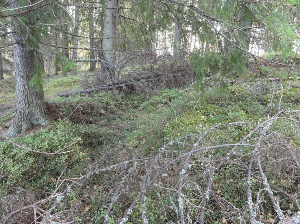 16 Taisteluhautaa Tähtikallion länsipuolella KONTIOLAHTI 70 PYYTIVAARA ITÄ Mjtunnus: Rauh.lk: 2 Ajoitus: Laji: historiallinen varustus: 1. ms.