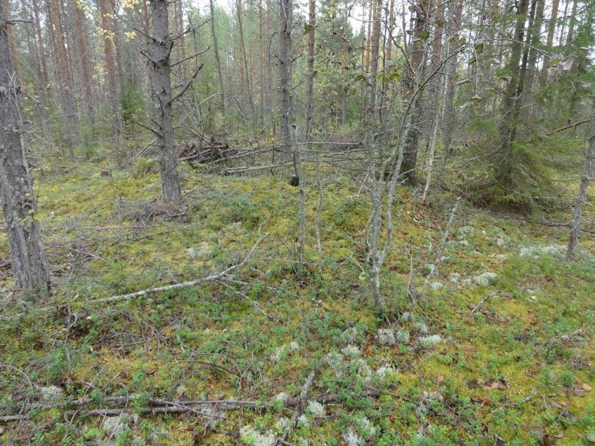 7 Hiilimiilun jäänne valleineen kuvan keskellä. KONTIOLAHTI 66 KONNUNMÄKI Mjtunnus: Rauh.