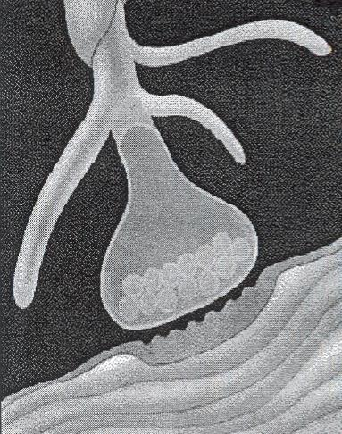 1999) Sitoutumisvaiheessa botulinumtoksiinimolekyylit sitoutuvat presynaptisen hermopäätteen reseptoreihin (kuva 1.1). Tämä tapahtuma on nopea.