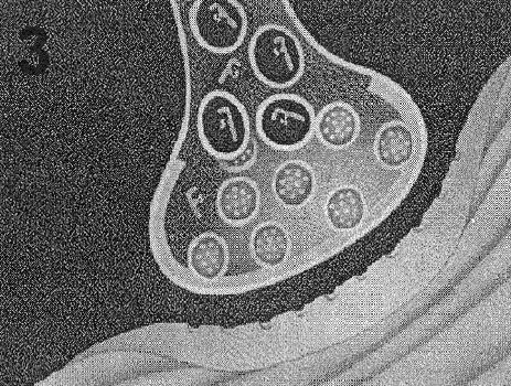 Aktivointivaiheessa botulinumtoksiinimolekyylit estävät asetyylikoliinin toiminnan halkaisemalla polypeptidejä, jotka ovat välttämättömiä