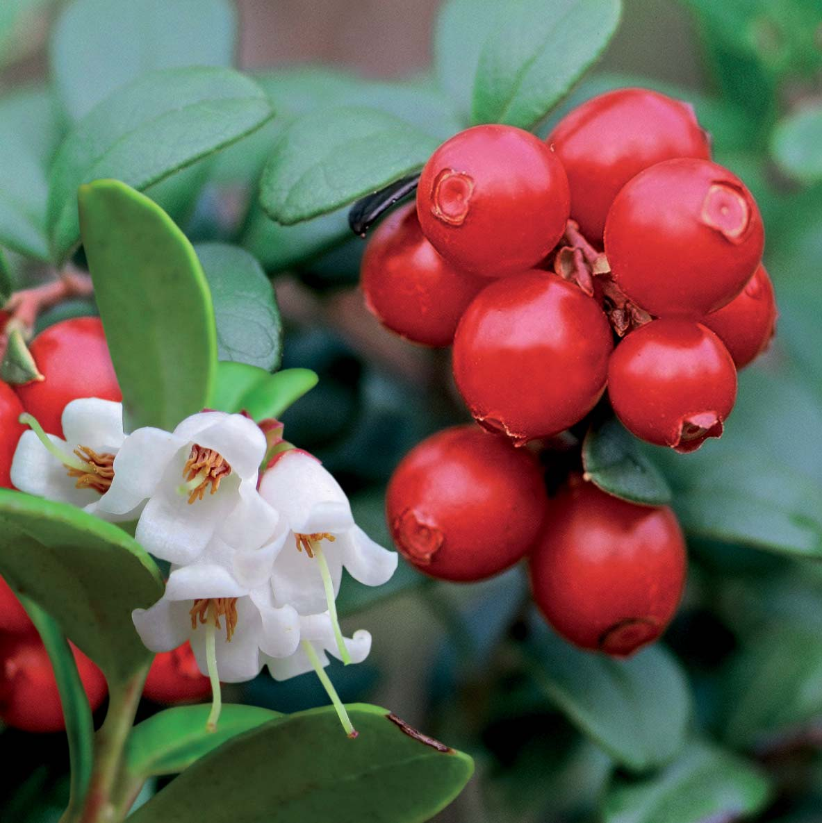 Puolukka Lingonberry