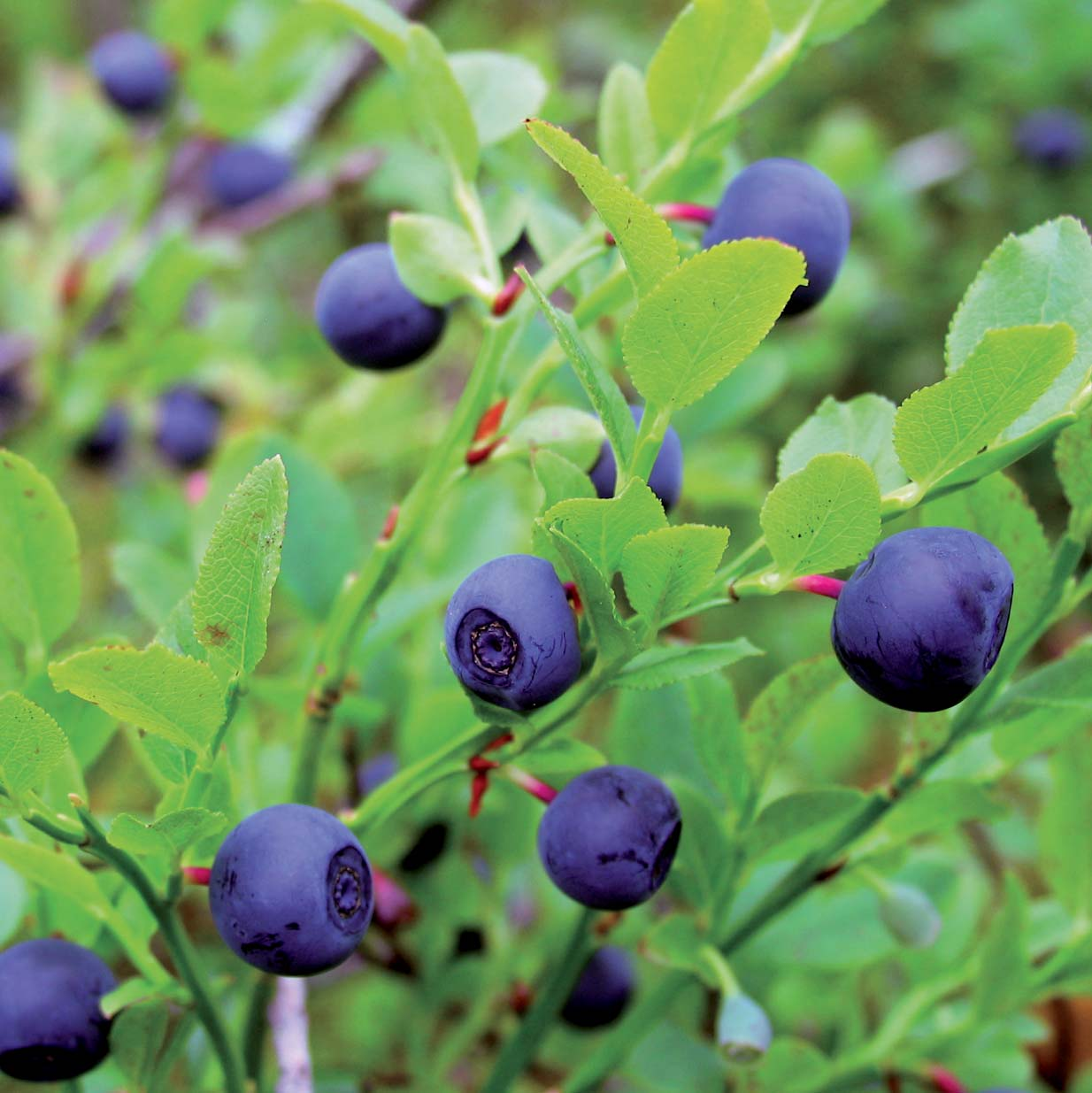 There are four times as many anthocyanins in wild bilberries as in cultivated blueberries. Bilberries contain vitamins C and E and are a source of dietary fibre.