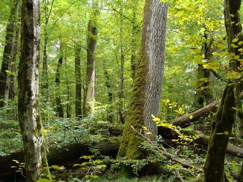 Aluksi menemme Bohinjin alppijärven alueelle, minkä jälkeen tutustumme paikallisen metsäammattilaisen opastamana Triglavin kansallispuiston metsien hoitoon ja alueen metsien monikäyttöön ja