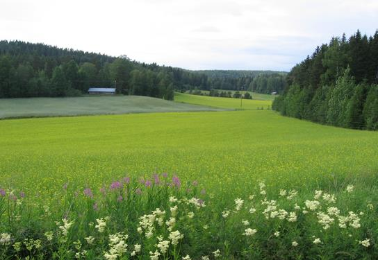 Luonnonmukaisen tuotannon