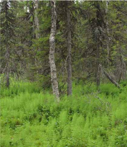 Metsäkortekorvet Metsäkortekorpi, Muonio Kuva: