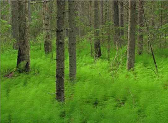 Metsäkortekorvet Metsäkortekorpi, Riihimäki Kuva: