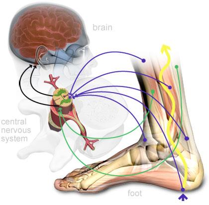 Kuva 4. Proprioseptisen informaation kulku (http://solpt.