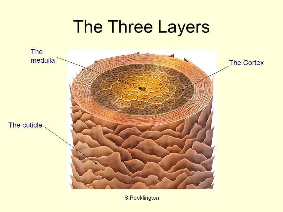 9 Hiuksessa on kolme eri kerrosta: uloin kerros on kutikula eli suomukerros, keskimmäinen on kortex eli kuitukerros ja syvin kerros on medulla eli ydinkerros (Kuvio 2).