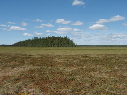 Kaulalamminneva,