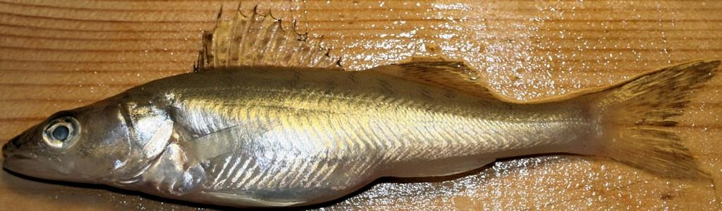 Tuusulanjärven kuhanpoikasten ja muiden ulappa-alueen kalojen ravinto elo-syyskuussa 8 Tutkimusraportti
