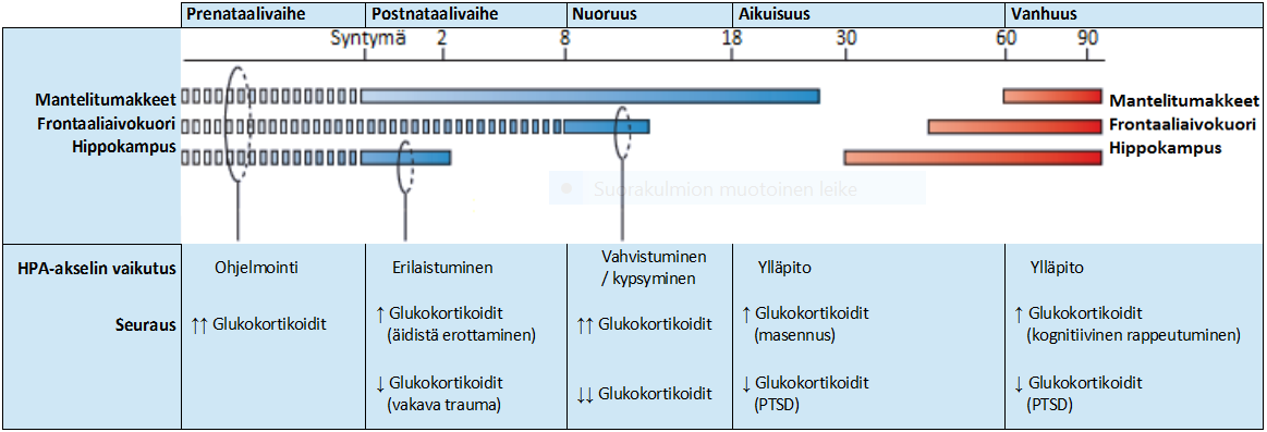 yksilön persoonallisuudessa sekä tunteiden ja Field, Davalos 2000). (Lupien, McEwen et al.