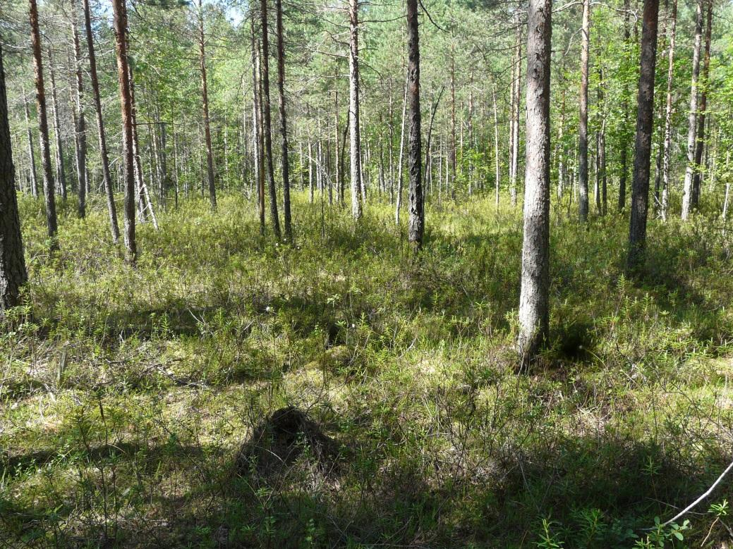 Kouvolan kaupunki, puhtaiden ylijäämämaiden läjitysalueen YVA-selostus 101 Kuva 45. Isovarpurämettä hankealueen länsiosassa.