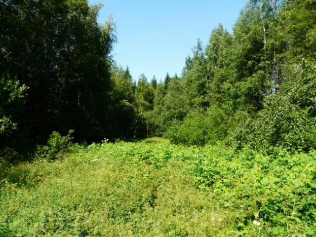 Heinäkuussa 2015 tehdyn maastokäynnin perusteella Joutsenenpesänkallion metsittymässä olevat pellot todettiin kasvillisuudeltaan punakeltaverkkoperhoselle sopimattomiksi elinympäristöiksi