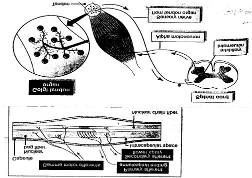 2.2 Proprioseptorit ja refleksikaari 10 Lihasspindeli ja Golgin jänne-elin ovat proprioseptoreita eli aistireseptoreita. Ekstrapyramidaaliradan rekrytoimat, selkäydinhermosta lähtevät?