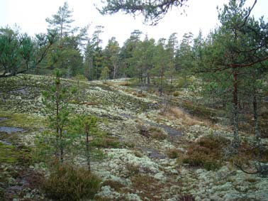 LUONTOARVOT