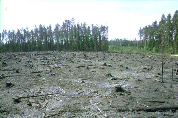 20 Critical windspeed for uprooting at stand edge