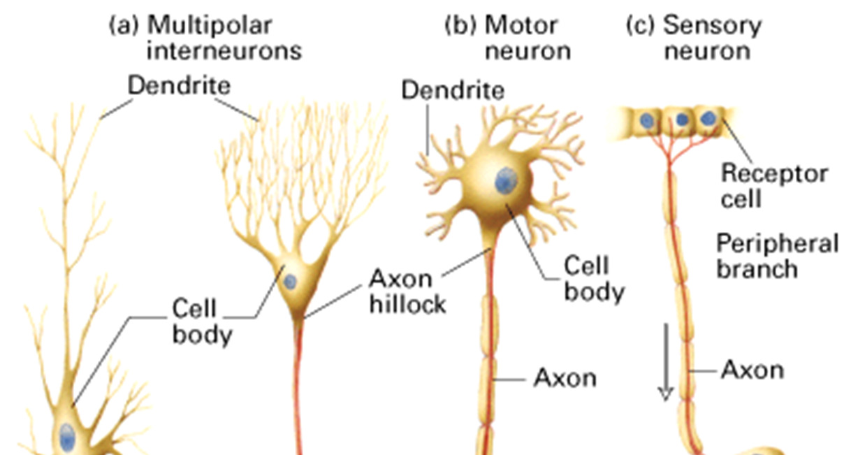 Hermoston fysiologia I 29 Hermoston fysiologia I 30 unipolaarinen Hermosolun sisällä viestinvälitys on sähköistä Hermosolujen
