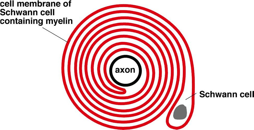 36 Hermoston fysiologia I Myeliini: Schwannin