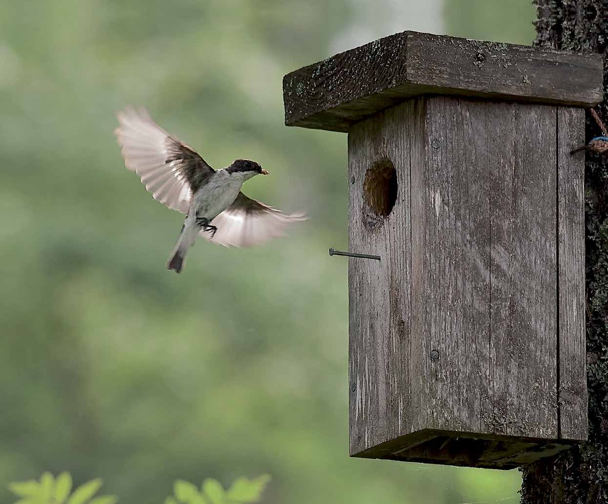 Sisämaan seurantapyynti Sisämaan seurantapyynti: kannankehitys- ja poikastuottoindeksit 1987 2013 Markus Piha Sisämaan seurantapyynti (SSP) on vakioituihin verkkopyynteihin perustuva varpuslintujen