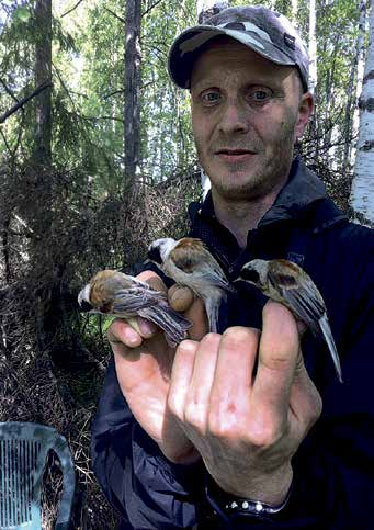 Sen syynä saattaa olla talvehtimisalueiden maatalousympäristöjen laadun huononeminen (Peach ym. 1999).