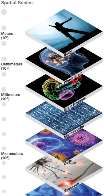 Brain structure Spatial scales Brain