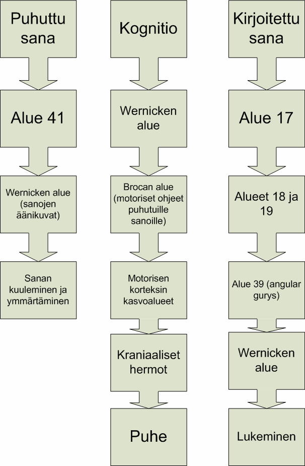 46 Kuva 7. Wernicke-Geschwind -malli. Erilaiset puheen ymmärtämisen ja tuottamisen häiriöt eli afasiat johtuvat usein erityyppisistä aivovammoista.