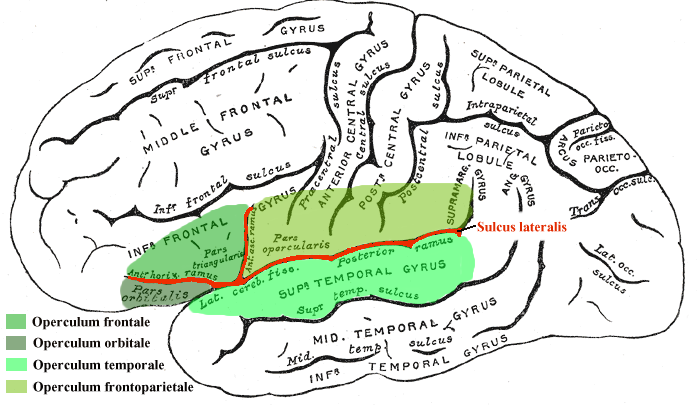 49 yleisempään, abstraktimpaan prosessointiin (Emmorey 2001, Newman et al. 2010). Kuva 9. Operculum (Wikimedia Commons).