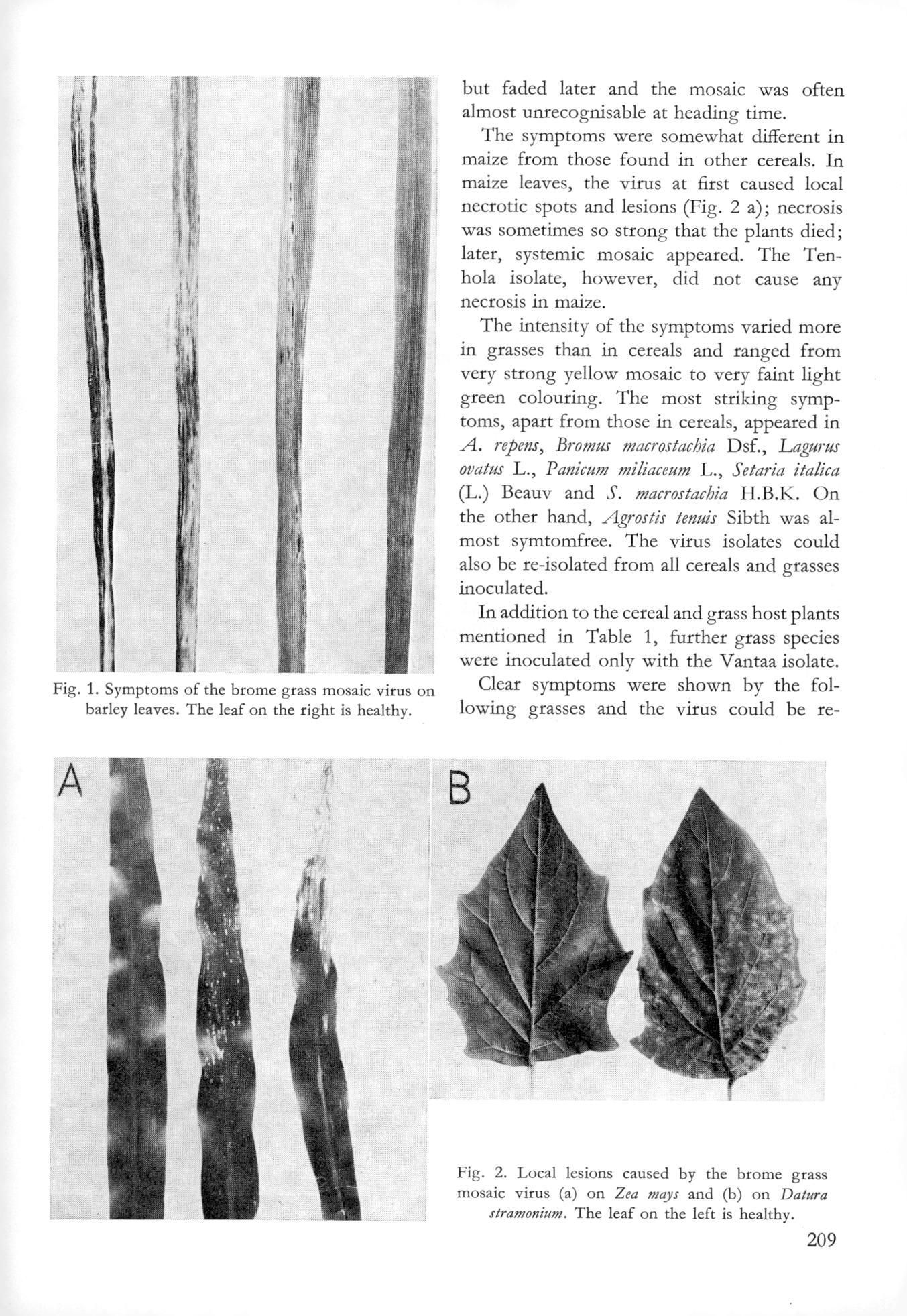 Fig. 1. Symptoms of the brome grass virus on barley leaves. The leaf on the right is healthy. but faded later and the was often almost unrecognisable at heading time.