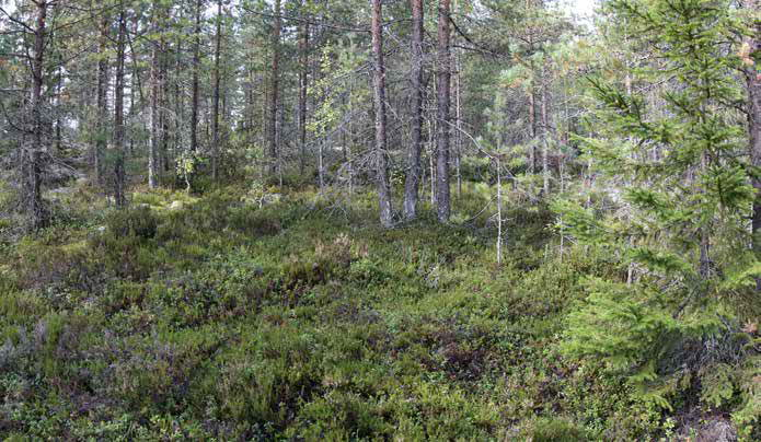 Pensaskerroksessa tavataan katajia sekä havupuiden taimia.