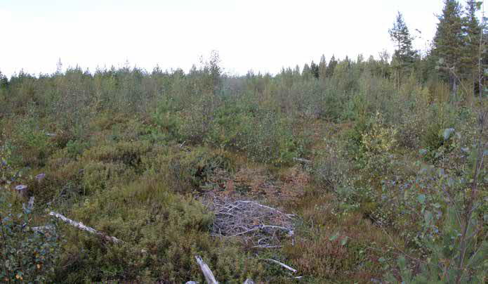 Aluskasvillisuudessa esiintyy kanervaa, suopursua, vadelmaa, tupasvillaa,