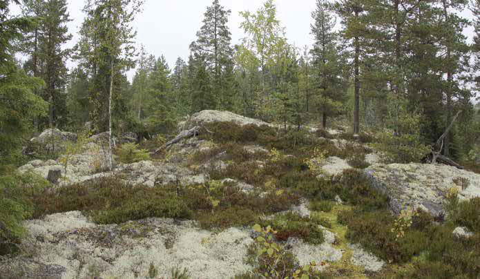 Pensaskerroksessa esiintyy katajapensaita sekä lehti- ja havupuiden taimia.
