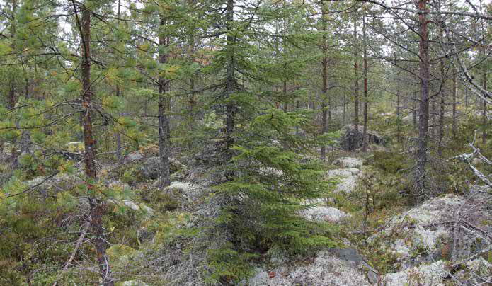 Pensaskerroksessa esiintyy katajapensaita sekä havu- ja lehtipuiden pikkutaimia.
