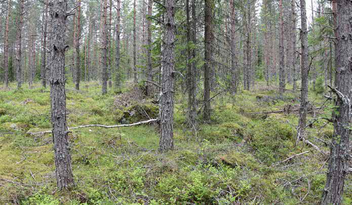 Pensaskerroksessa esiintyy katajia sekä lehtipuun taimia.