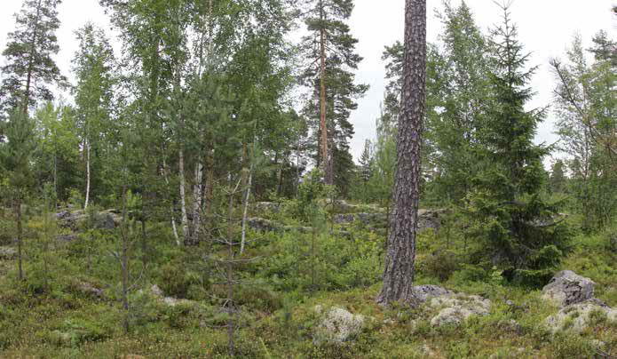 Seassa on harvakseen 5 10-metrisiä hieskoivuja. Pensaskerroksessa esiintyy virpapajuja, katajia sekä havu- ja lehtipuiden taimia.