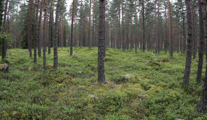 Aluspuina on vähän kuusia, eikä pensaskerroksessa kasva mitään.