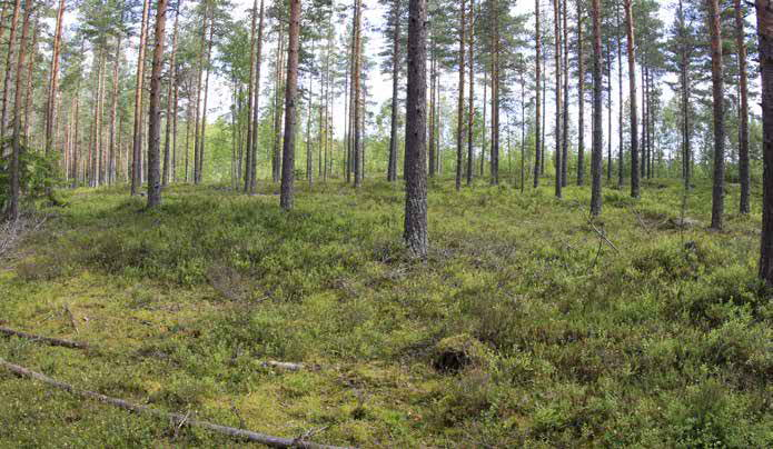 Mäntyjen lisäksi sekapuina on hieman pienempiä kuusia ja hieskoivuja sekä harmaaleppiä.