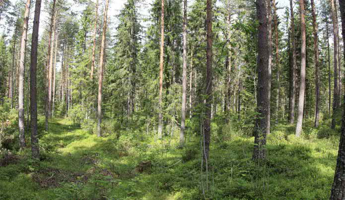Sekapuina on vähän kuusia.