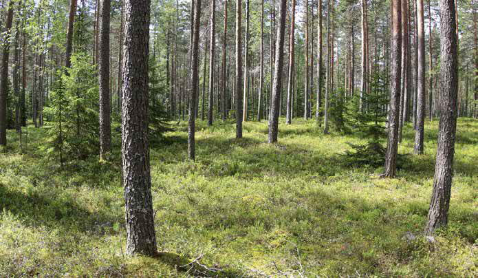 Pensaskerroksessa on vähäisesti havu- ja lehtipuiden taimia.