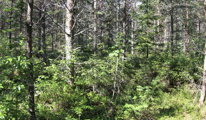 Aluskasvillisuus on monilajista; vallitsevina on mustikka, puolukka ja kanerva, myös vanamo, kangas- ja