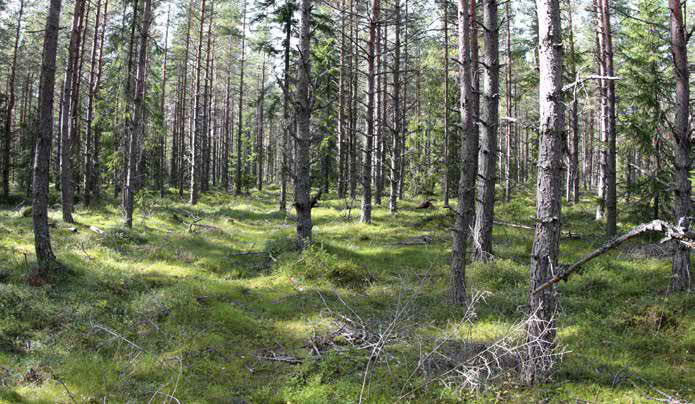 Pensaskerroksessa esiintyy katajia sekä lehtipuun taimia.